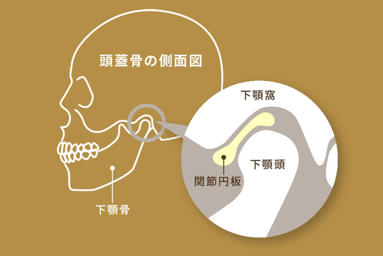 顎骨の安定性